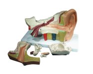 (image for) Model, Human Ear, with Stand, 6 Parts