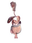 (image for) Model,Human Digestive System On Board