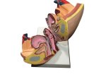 (image for) Model,Human Female Reproductive Organs On Stand