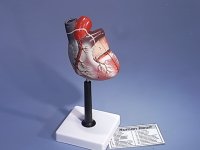 (image for) Heart, Biological Model, (economy)