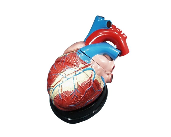 (image for) Model, Human Heart ,Large, 3 Parts on Base