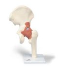 (image for) Model,Human Hip, Leg And Joint Model With Ligaments