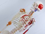 (image for) Model, Human Skeleton, Full Size with Stand, with Castors