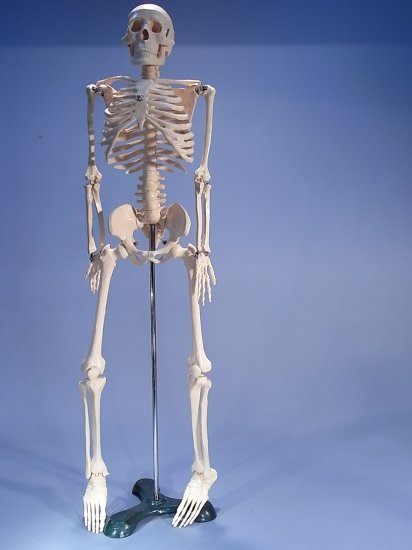 (image for) Model, Human Skeleton, Small, 850mm Height, 3Kg Weight