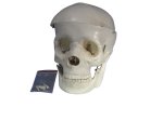 (image for) Model,Human Skull,2 Parts, Plastic