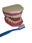 (image for) Model, Human Teeth Care with Brush (Large size)