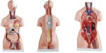 (image for) Model, Human Torso, with Interchange Sex Organs