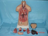 (image for) Model,Human Torso, Half Life Size, Plastic