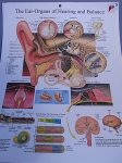 (image for) Chart, Biology, Ear, 50cm x 66cm