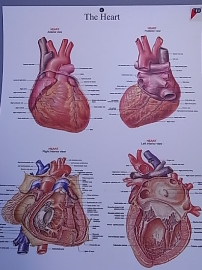 (image for) Chart, Biology, Heart Structure, 50cm x 66cm