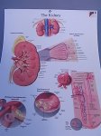 (image for) Chart, Biology, Kidney, 50cm x 66cm