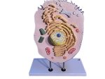 (image for) Model, Biological Model, Animal Cell on Stand