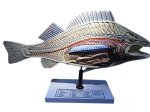 (image for) Model, Zoological, Fish Dissection on Stand