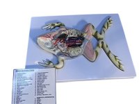 (image for) Model, Zoological, Frog Dissection. on board