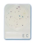 (image for) Compact Dry EC [E.coli, Coliform] 40 Tests