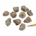 (image for) Conglomerate, Teaching Samples, (Pack of 10)