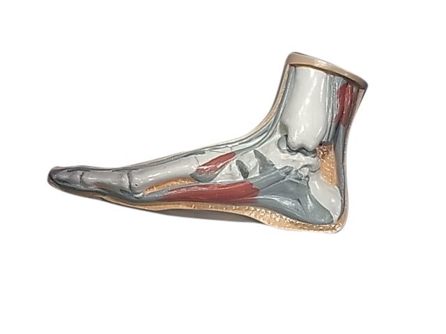 (image for) Model,Human Foot - Normal, Life Size, Plastic W/Ligaments