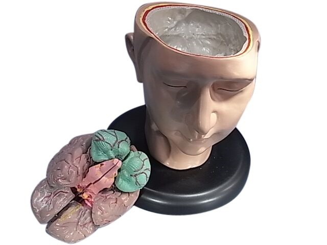 (image for) Model,Human Head On Base With Neck & Showing Brain