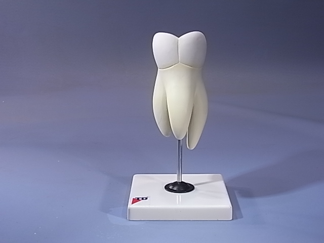 (image for) Tooth, Biological Model (on stand)